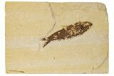 Detailed Fossil Fish (Knightia) - Wyoming #186452-1